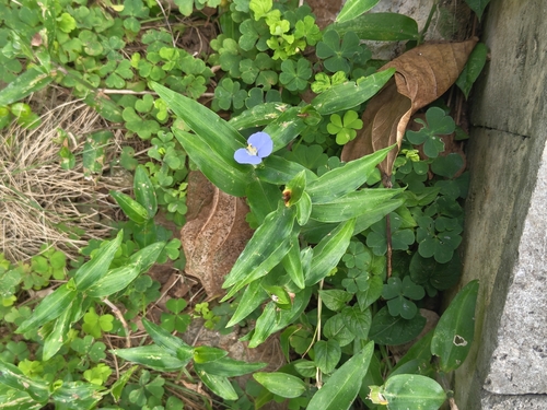 Commelina auriculata observed 2026-10-18