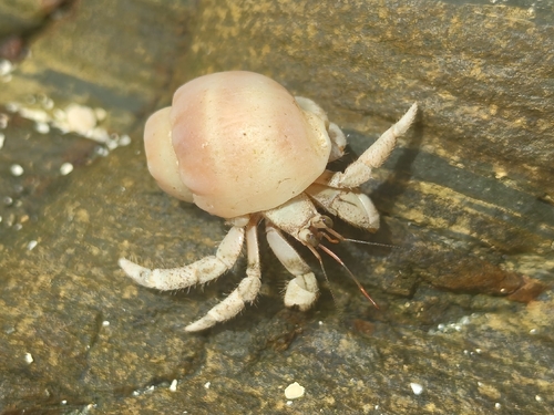 Coenobita rugosus observed 2026-10-18