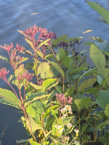 Eutrochium maculatum, 2026-10-18