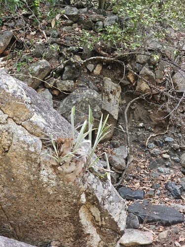 Platycerium veitchii, 2026-10-13