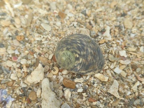 Nerita undata observed 2026-10-18