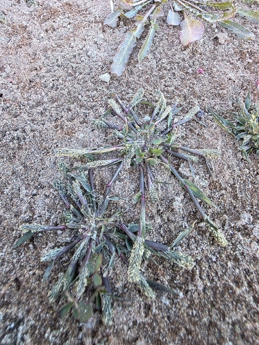 Sporobolus alopecuroides, 2026-10-18