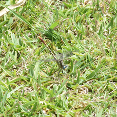 Arigomphus lentulus