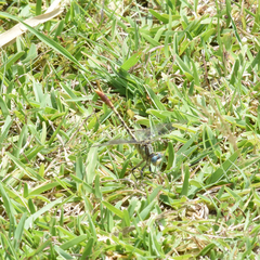 Arigomphus lentulus