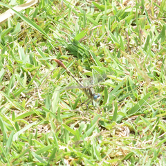 Arigomphus lentulus
