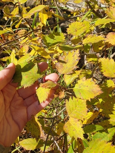 Fanleaf Hawthorn