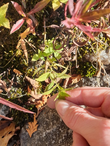 northern bugleweed
