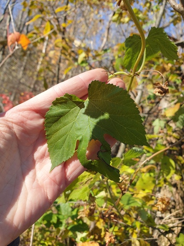 common hops
