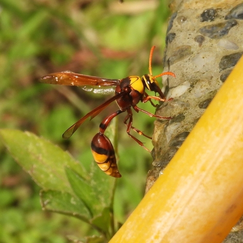 Delta pyriformis, 2026-10-19