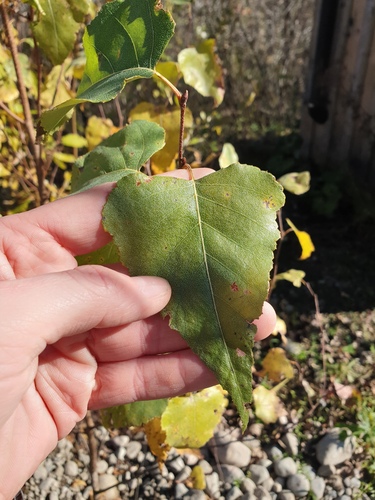 gray birch