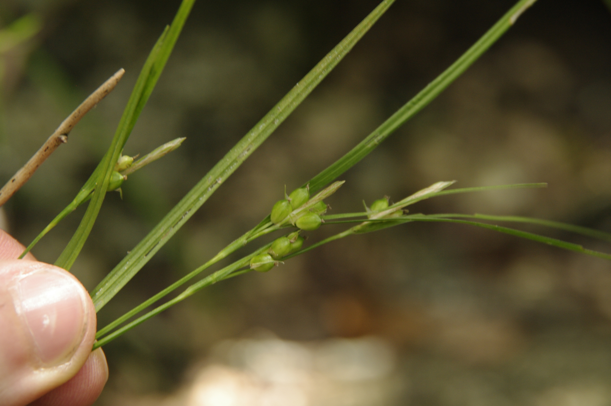 Carex bulbostylis