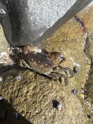 Cyclograpsus, 2026-10-19