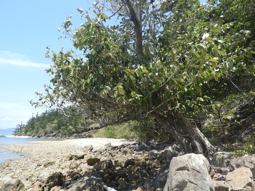 Heritiera littoralis observed 2026-10-14