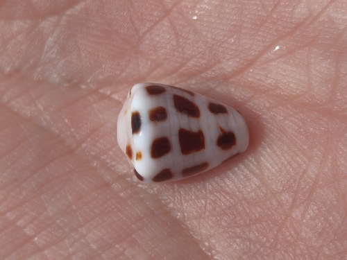 Conus ebraeus observed 2026-10-18