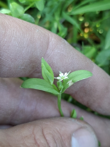 Stellaria alsine observed 2026-10-19