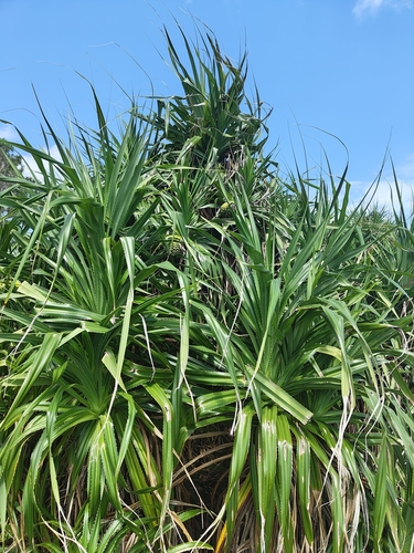 Pandanus odorifer observed 2026-10-18