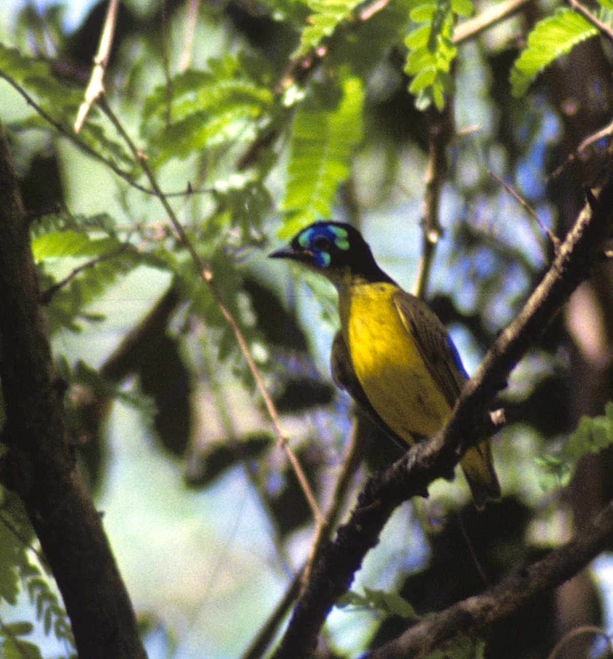 Schlegel's Asity (Philepitta schlegeli), photo 3