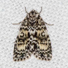 Acronicta heitzmani