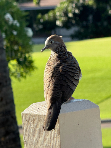 Geopelia striata observed 2026-10-18