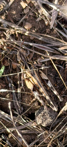 Texas Range Grasshopper
