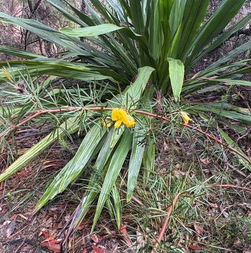 Gompholobium grandiflorum observed 2026-10-18