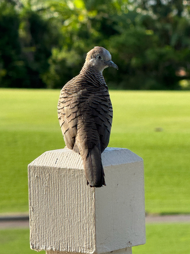 Geopelia striata observed 2026-10-18