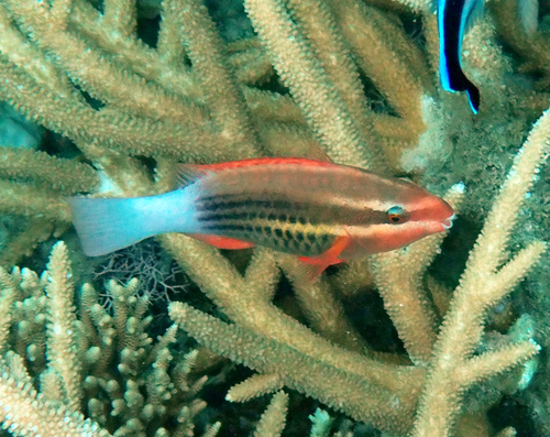Scarus frenatus observed 2026-10-18