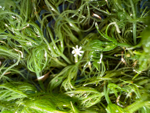 Chara vulgaris, 2026-10-18