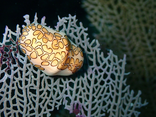 Cyphoma observed 2026-10-18