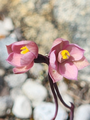Thelymitra carnea observed 2026-10-19