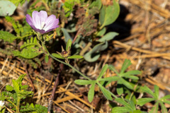 Sidalcea diploscypha