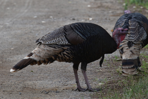 Wild Turkey