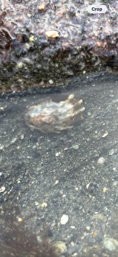 Lottia conus observed 2026-10-18