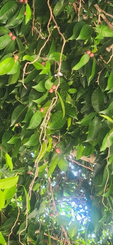 Ficus benjamina observed 2026-10-19
