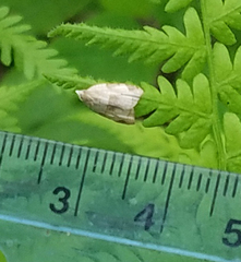 Coelostathma discopunctana