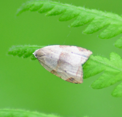 Coelostathma discopunctana