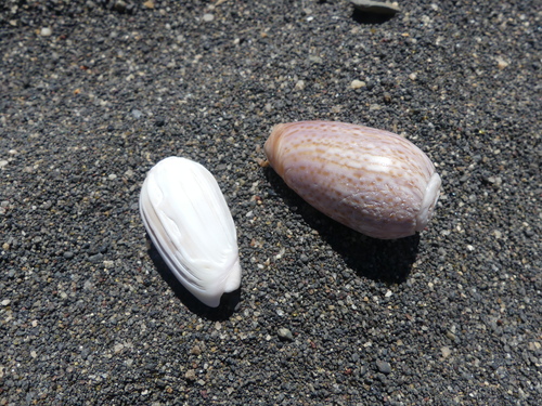 Oliva peruviana observed 2026-10-17