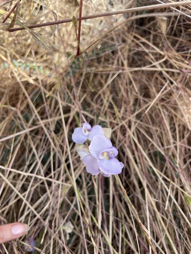 Swainsona procumbens observed 2026-10-19