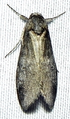 Baileya levitans