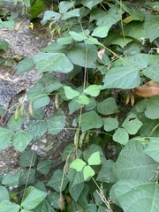 Rhynchosia minima minima