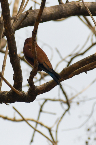 iNaturalist image