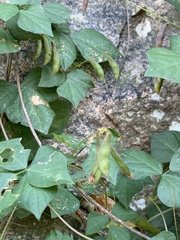 Rhynchosia minima minima