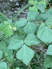 Rhynchosia minima minima