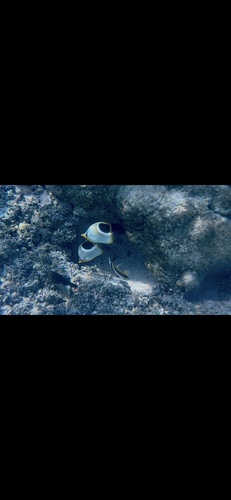 Chaetodon ephippium observed 2026-10-18