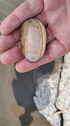 Chiton stokesii, 2026-10-17