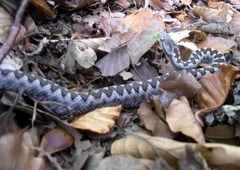 Vipera latastei