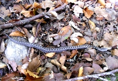 Vipera latastei