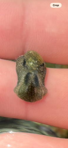 Haminoea virescens, 2026-10-18