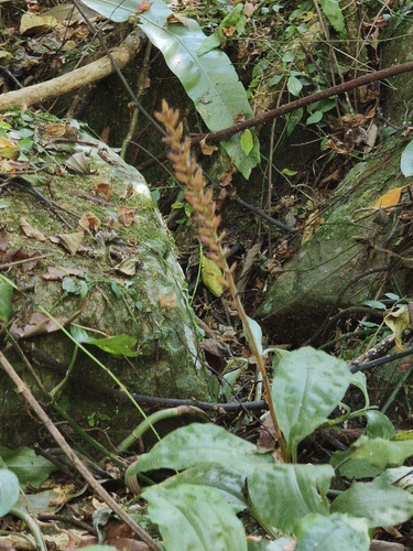 Goodyera rubicunda observed 2026-10-19