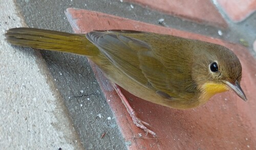 Common Yellowthroat